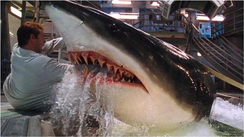 深海狂鲨在线观看免费,惊险海底探险，生死搏斗一触即发！  第1张