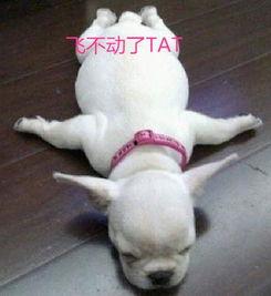 胖犬来爆料视频  第1张